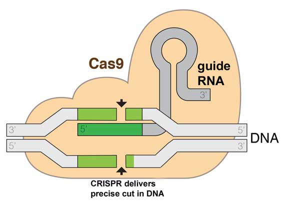 how CRISPR lets you edit DNA