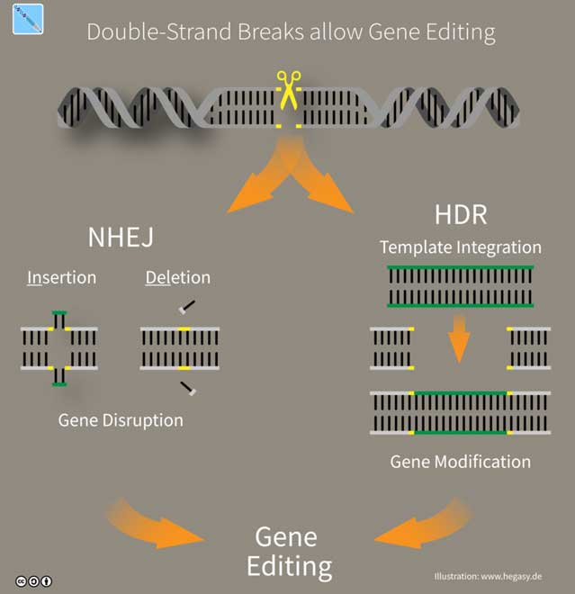 biohacking CRISPR