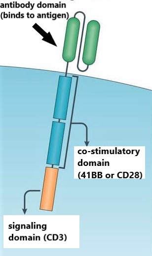 cell therapy company